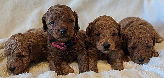 Goldendoodle Southern Utah Doodles Poodles