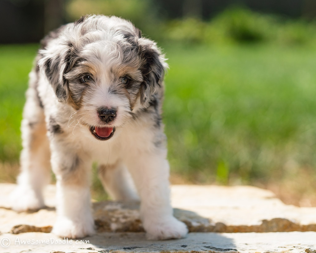 aussie doodle stuffed animal