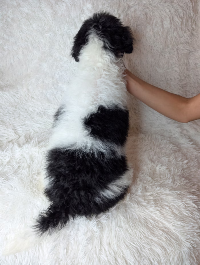Luca
