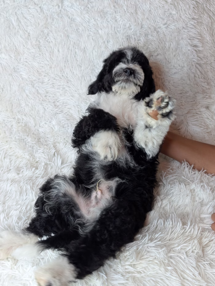 Bashful